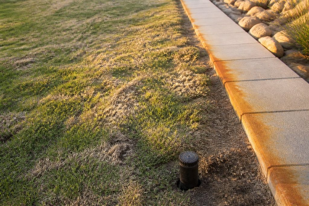 Borehole Water and Your Lawn: Salinity, Iron Staining and What Actually Survives It