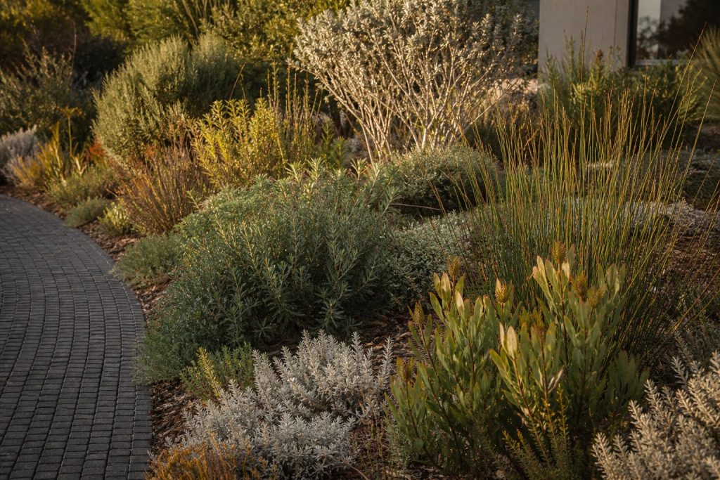 A Month-by-Month Planting Calendar for Cape Town’s Winter-Rainfall Garden